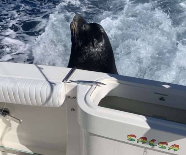 Robert Donovan Fishing, Sea Lion