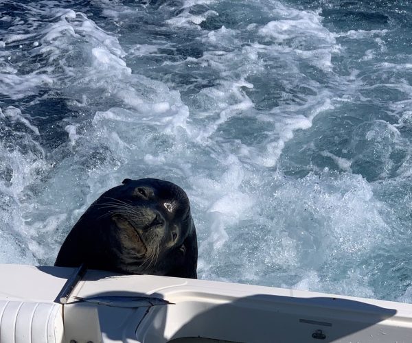 Robert Donovan Fising, Sea Lion
